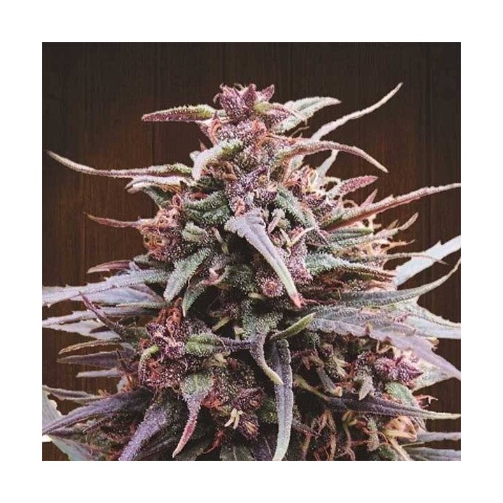 Purple Haze x Malawi Regular de Ace Seeds