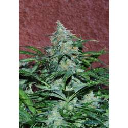 Amnesia Ryder Autofloreciente Feminizada de World Of Seeds