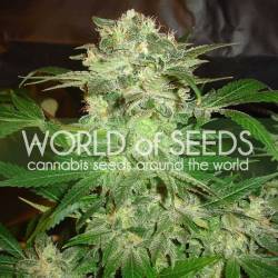 Mazar Kush (Legend Collection) Feminizada de World Of Seeds