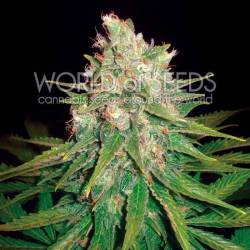 Mazar X Great White Shark Feminizada de World Of Seeds