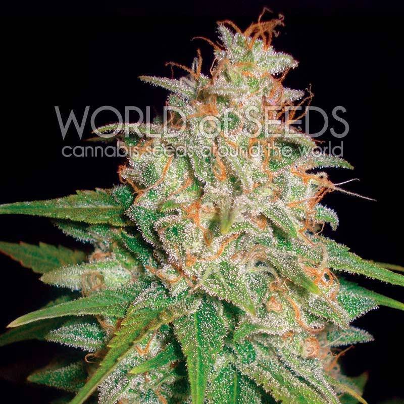 Mazar X White Rhino CBD Feminizada de World Of Seeds