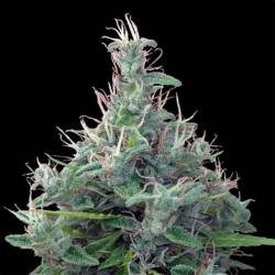 Lebanese Regular de Ace Seeds