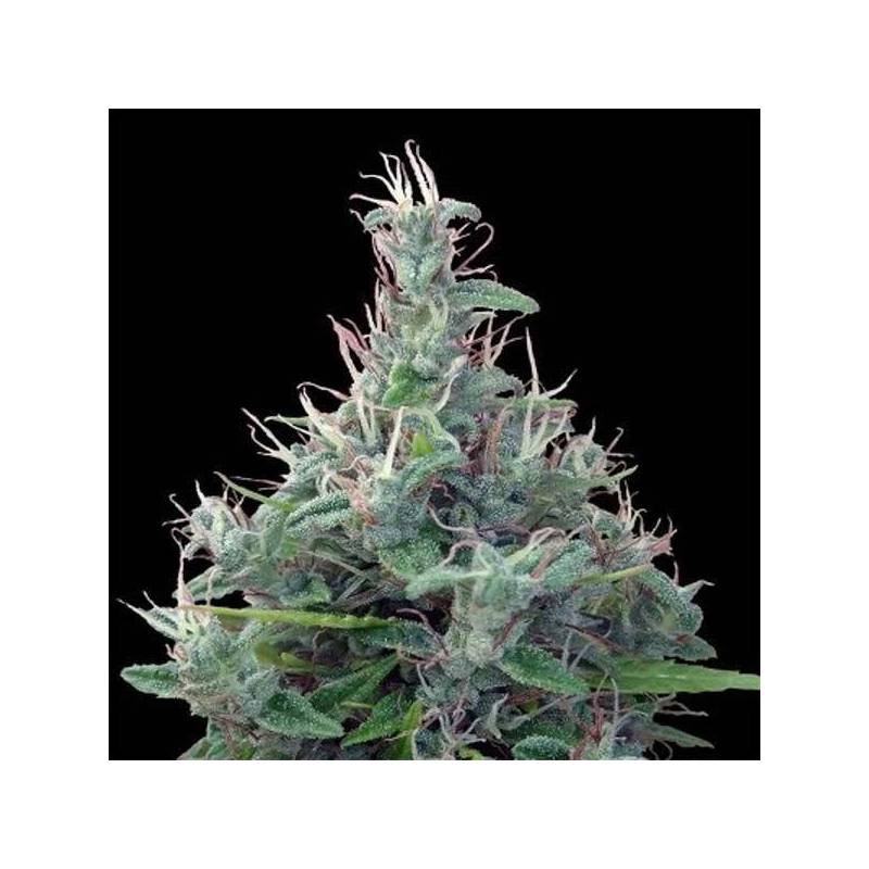 Lebanese Regular de Ace Seeds