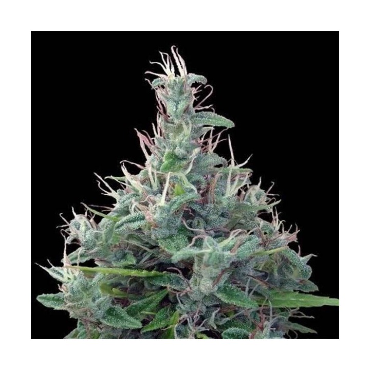 Lebanese Regular de Ace Seeds