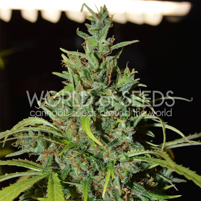 Neville Haze Ryder Autofloreciente Feminizada de World Of Seeds