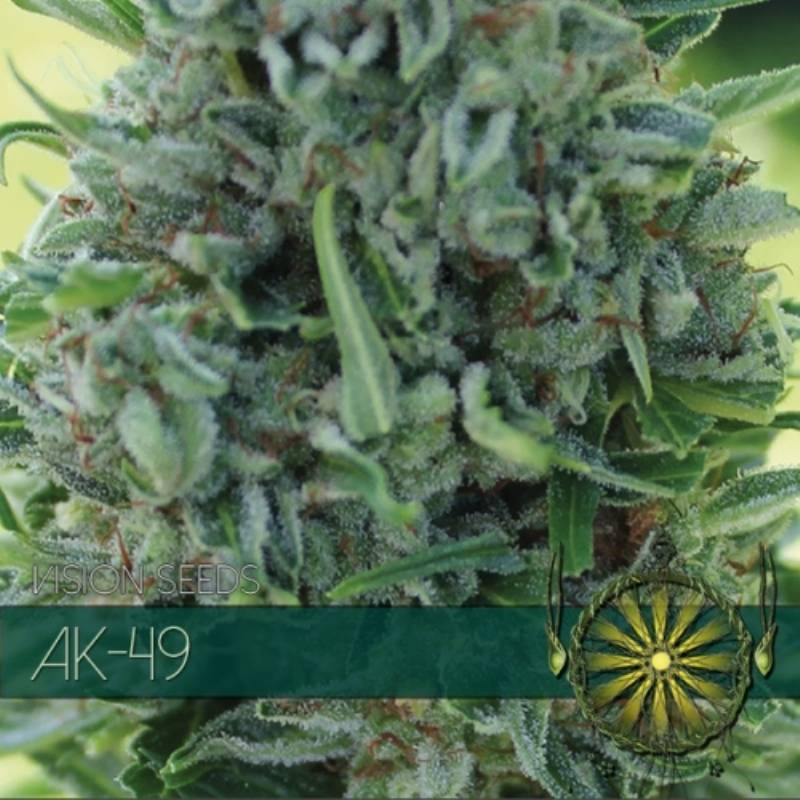 AK-49 Feminizada de Vision Seeds