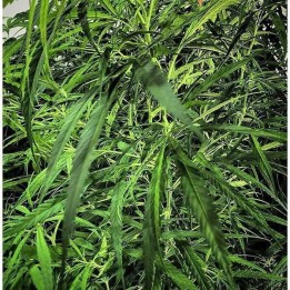 Green Haze x Malawi Regular de Ace Seeds