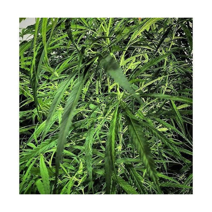 Green Haze x Malawi Regular de Ace Seeds