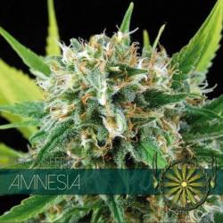 Amnesia Feminizada