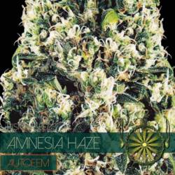 Amnesia Haze Autofloreciente Feminizada de Vision Seeds