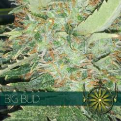 Big Bud Feminizada