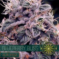 Blueberry Bliss Autofloreciente Feminizada de Vision Seeds