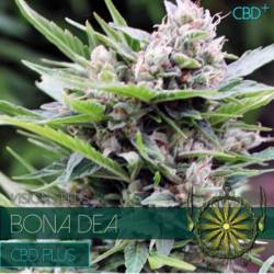 Bona Dea Cbd+ Feminizada