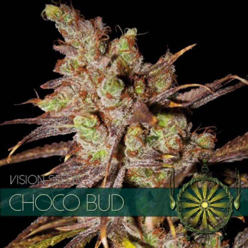 Choco Bud Feminizada de Vision Seeds Choco Bud Feminizada de Vision Seeds