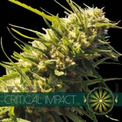 Critical Impact Feminizada de Vision Seeds