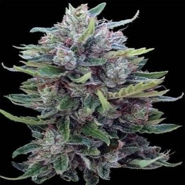 Bangi haze x Ethiope Regular de Ace Seeds