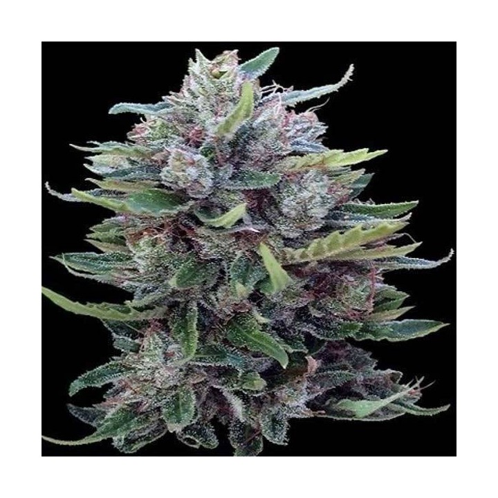 Bangi haze x Ethiope Regular de Ace Seeds