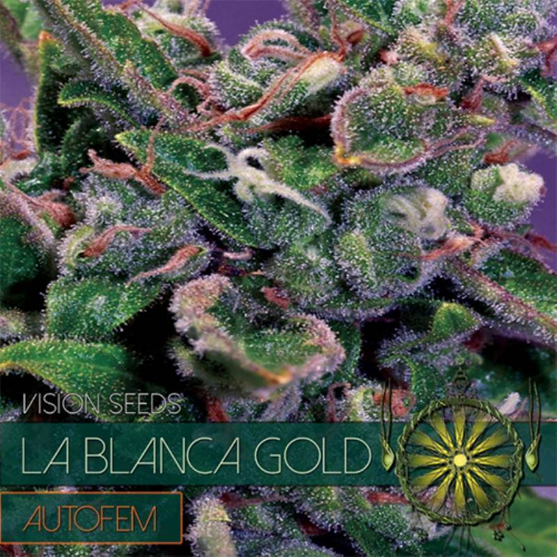 La Blanca Gold Autofloreciente Feminizada de Vision Seeds