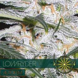 Lowryder Autofloreciente Feminizada de Vision Seeds