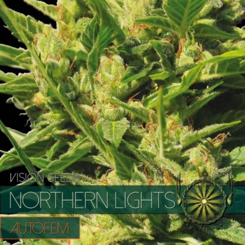 Northern Lights Autofloreciente Feminizada de Vision Seeds
