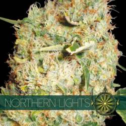 Northern Lights Feminizada