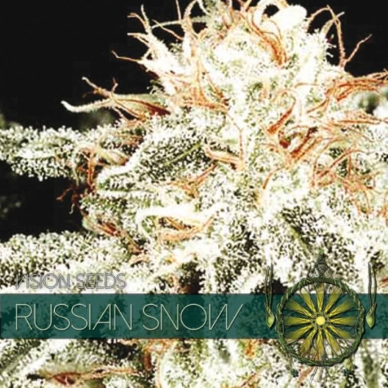 Russian Snow Feminizada de Vision Seeds