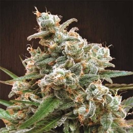 Nepal jam pack de cria Feminizada de Ace Seeds