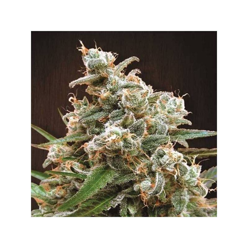 Nepal jam pack de cria Feminizada de Ace Seeds