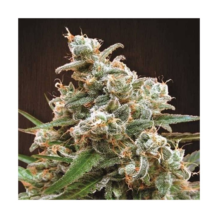 Nepal jam pack de cria Feminizada de Ace Seeds