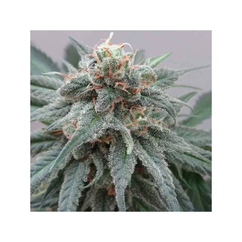 Kali China Pack de Cría Feminizada de Ace Seeds