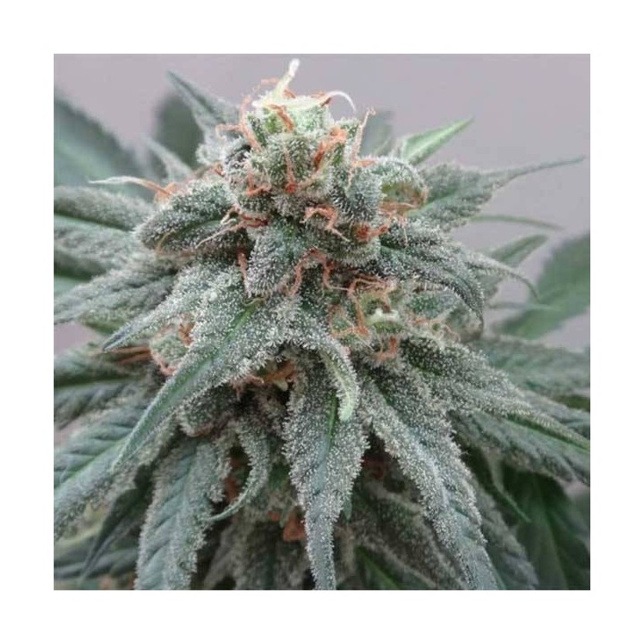 Kali China Pack de Cría Feminizada de Ace Seeds