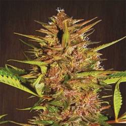 Pakistan Chitral Kush Pack de Cria Feminizada de Ace Seeds