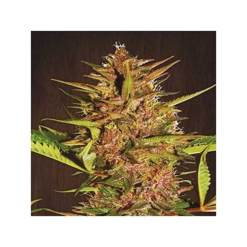 Pakistan Chitral Kush Pack de Cria Feminizada de Ace Seeds