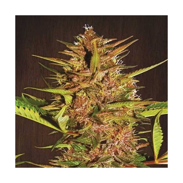 Pakistan Chitral Kush Pack de Cria Feminizada de Ace Seeds