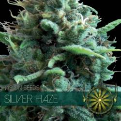 Silver Haze Feminizada