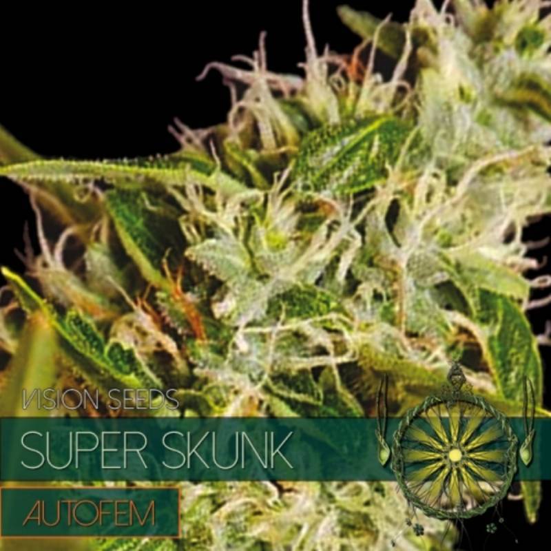 Super Skunk Autofloreciente Feminizada de Vision Seeds