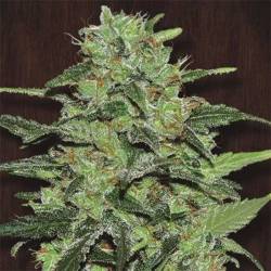 Malawi Pack De Cría Feminizada de Ace Seeds