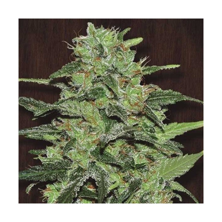 Malawi Pack De Cría Feminizada de Ace Seeds