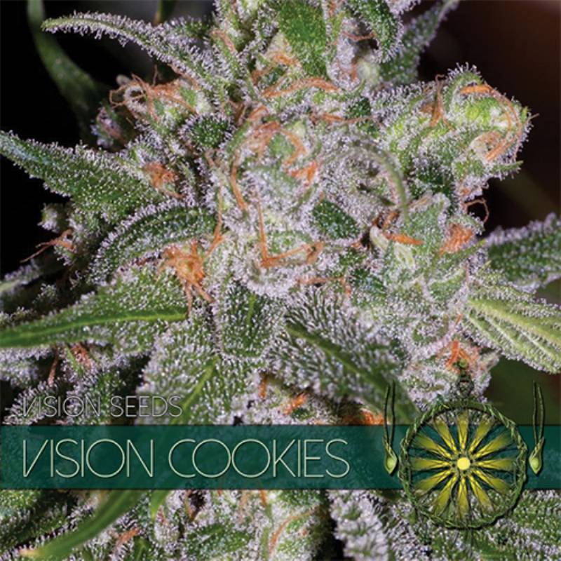 Vision Cookies Feminizada de Vision Seeds