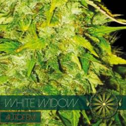 White Widow Autofloreciente Feminizada de Vision Seeds