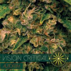 Vision Critical Autofloreciente Feminizada de Vision Seeds