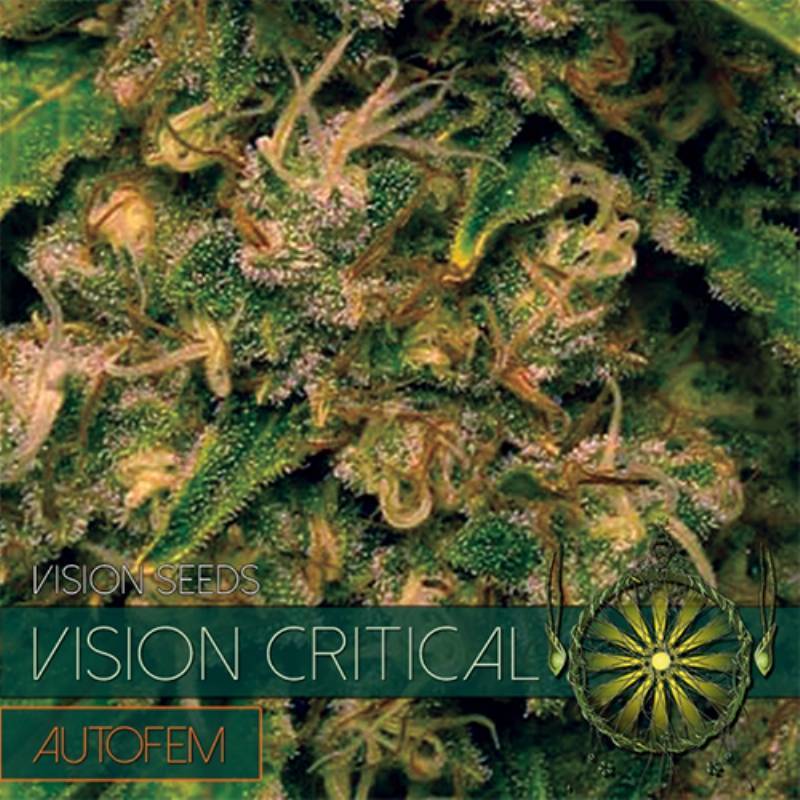 Vision Critical Autofloreciente Feminizada de Vision Seeds