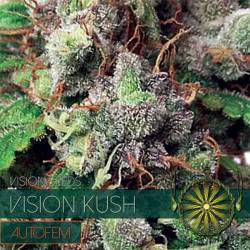 Vision Kush Autofloreciente...