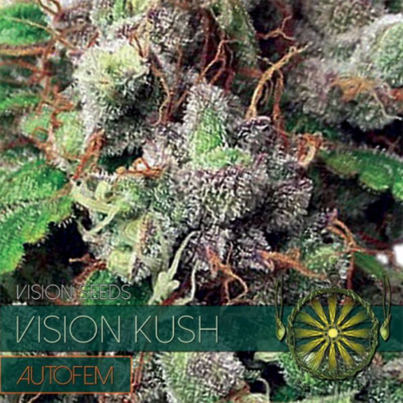 Vision Kush Autofloreciente Feminizada de Vision Seeds