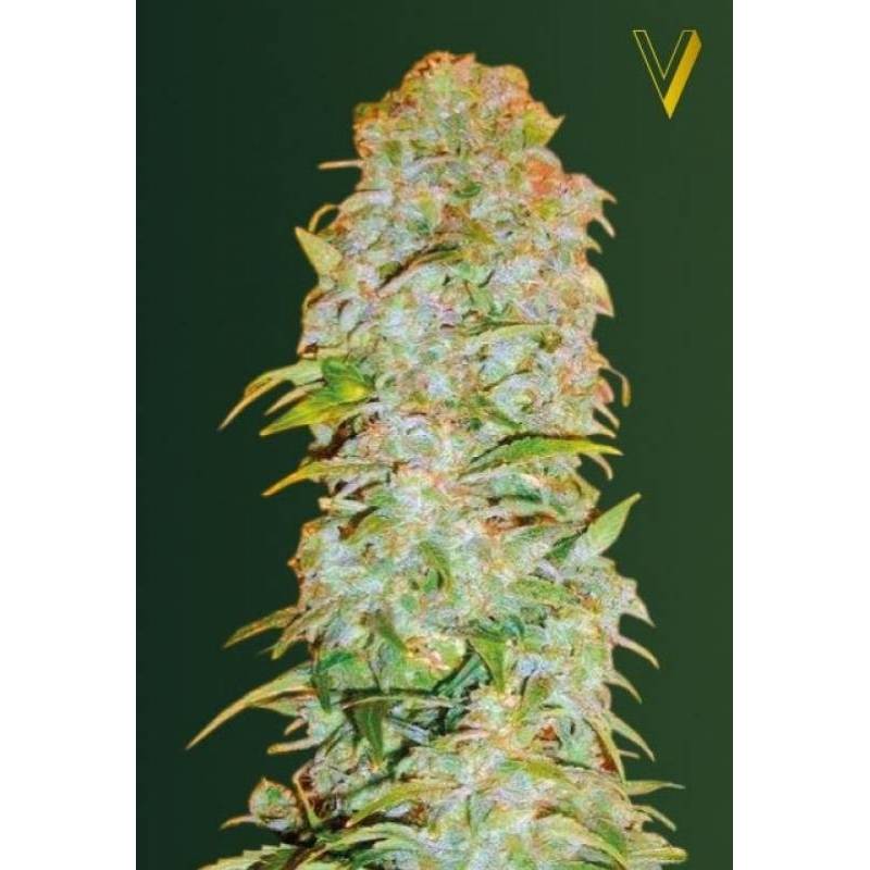 AK-77V Autofloreciente Feminizada de Victory Seeds