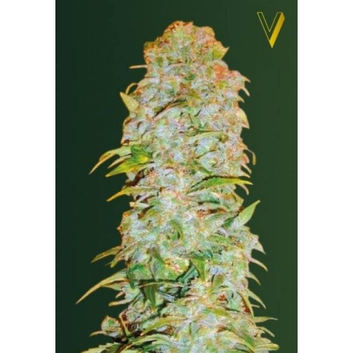 AK-77V Autofloreciente Feminizada de Victory Seeds