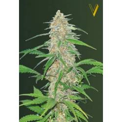 AK-77V Feminizada de Victory Seeds