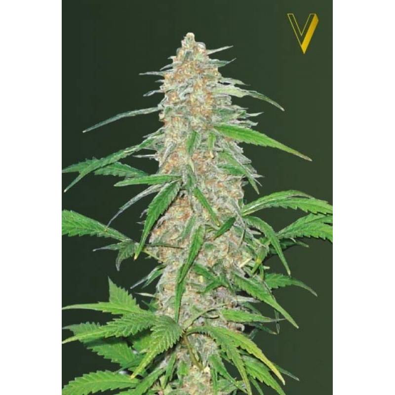 AK-77V Feminizada de Victory Seeds