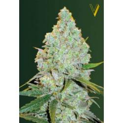 Amnesia Haze Autofloreciente Feminizada de Victory Seeds