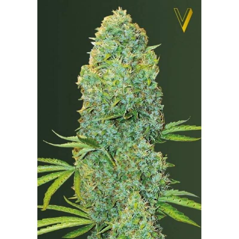 Amnesia Haze Feminizada de Victory Seeds